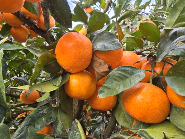 人気の小ぶり小粒みかん　レモンが当たる抽選つき