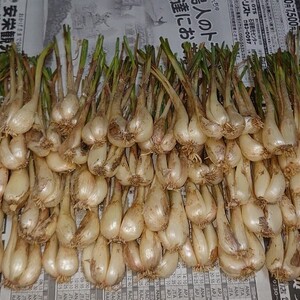 石垣島産　島らっきょう750g【農薬・化学肥料不使用】
