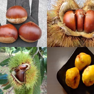 【甘い氷温貯蔵の筑波栗 特大粒 限定２】甘い 筑波栗　農薬不使用　栗　900g