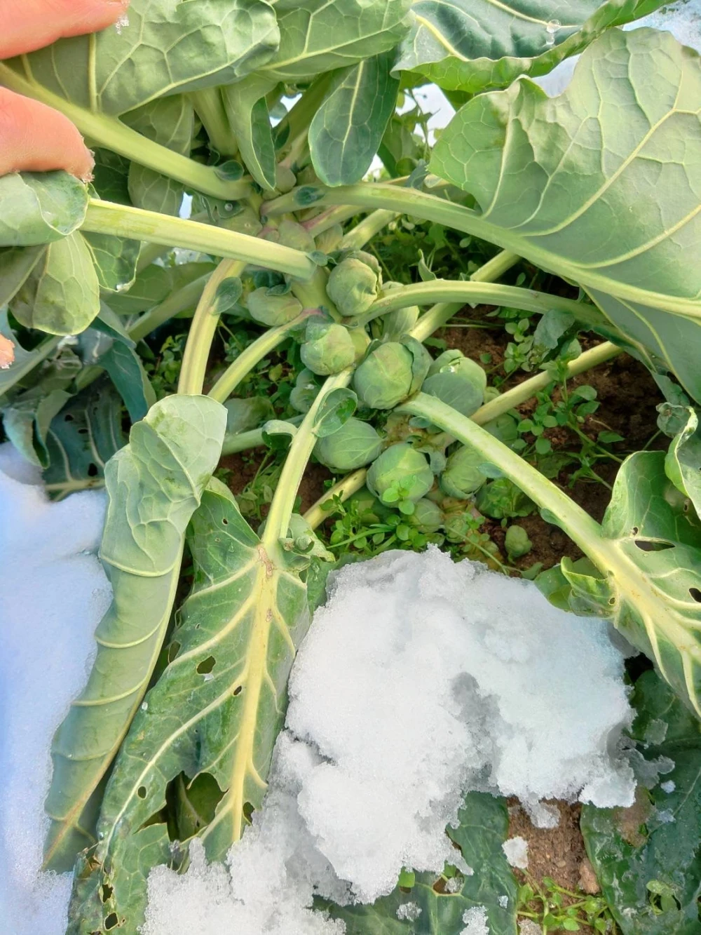 一番人気物 野菜 野菜セット100サイズ ネギ5キロ キャベツ 白菜 大根