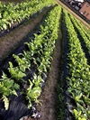 【自然農法の畑から直送 ♪】おまかせ野菜セット 6～8種類