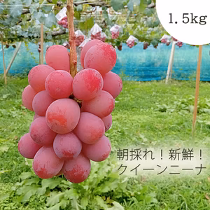 朝採れの新鮮でおいしい『クイーンニーナ約1.5Kセット（2房～3房入り）』