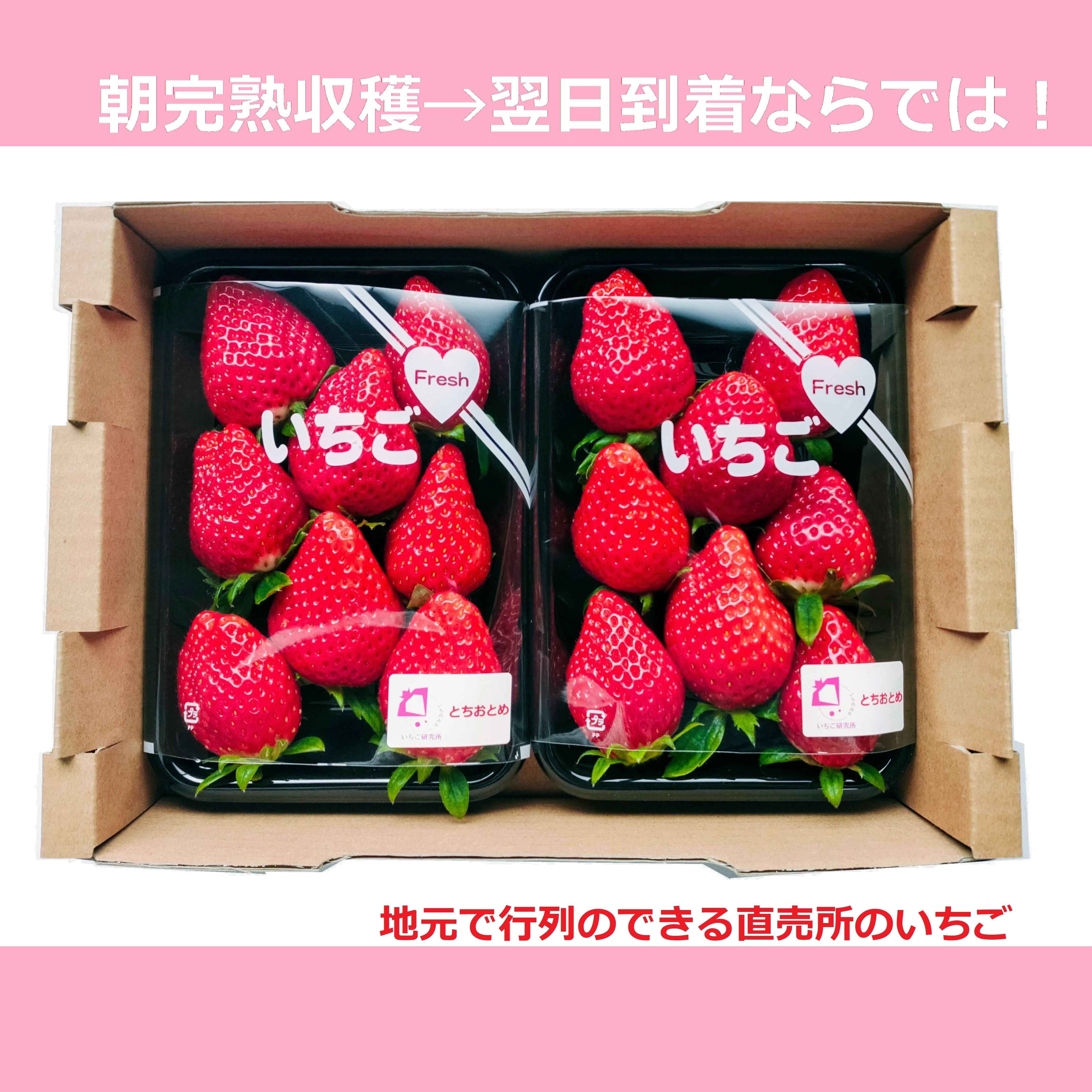 恋みのりの産直通販・お取り寄せ商品｜ポケットマルシェ｜産地