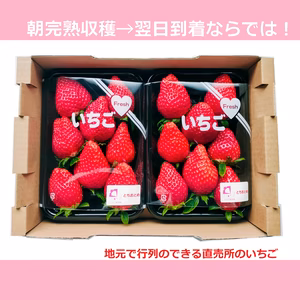 行列ができる直売いちご（とちおとめ・恋みのりレギュラー）完熟収穫＆その日に発送！