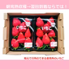 行列ができる直売いちご（とちおとめ・恋みのりレギュラー）完熟収穫＆その日に発送！