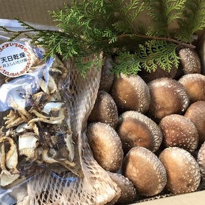 原木栽培しいたけセット