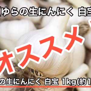 【今が旬】ゆらの生にんにく 白宝 【皮まで美味しい】