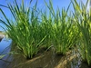 2023年新米！【自然栽培のコシヒカリ】5分づき米～清流吉野川の恵み～