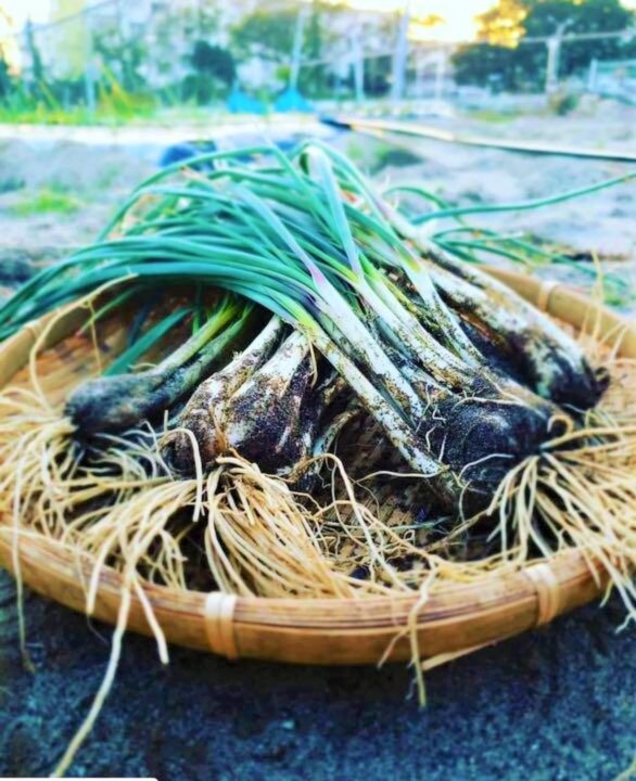 九条ねぎ長ネギ農薬不使用除草剤無し - 野菜