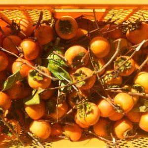 干し柿用の柿・3ｋ販売！～農薬/化学肥料・不使用/冬をワクワク！