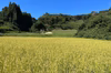 【2025年度産】自然栽培イセヒカリ（富山県氷見産）