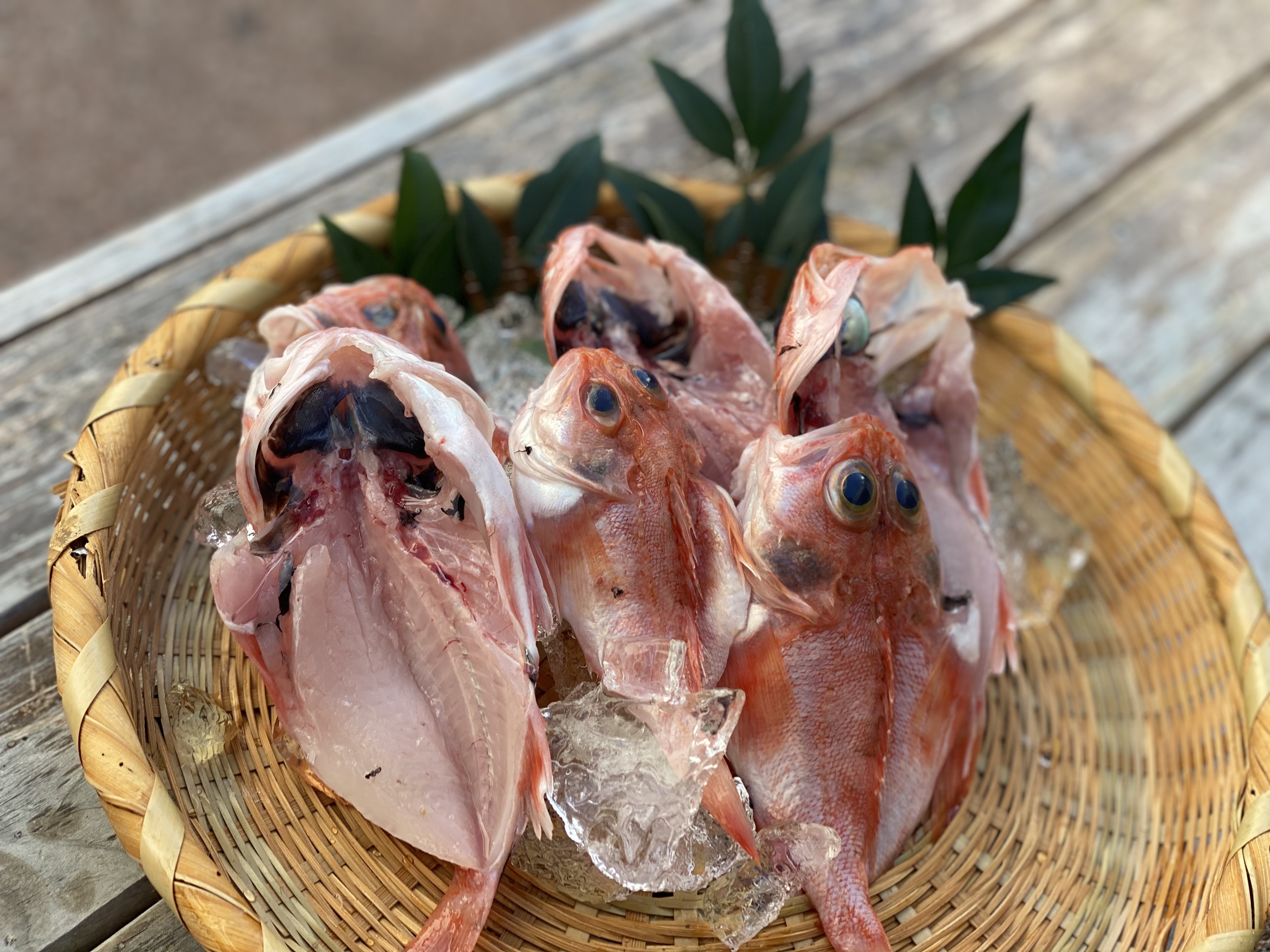 おうちde居酒屋召し 夢カサゴ開いちゃいました 農家漁師から産地直送の通販 ポケットマルシェ