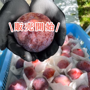 信州松川町産　貴陽　8〜10玉程度1.5キロ