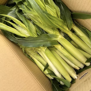 箱いっぱい！白いおおもの　ヤングコーン