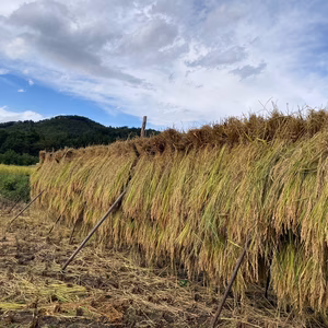 令和7年度新米☆天日干しコシヒカリ
