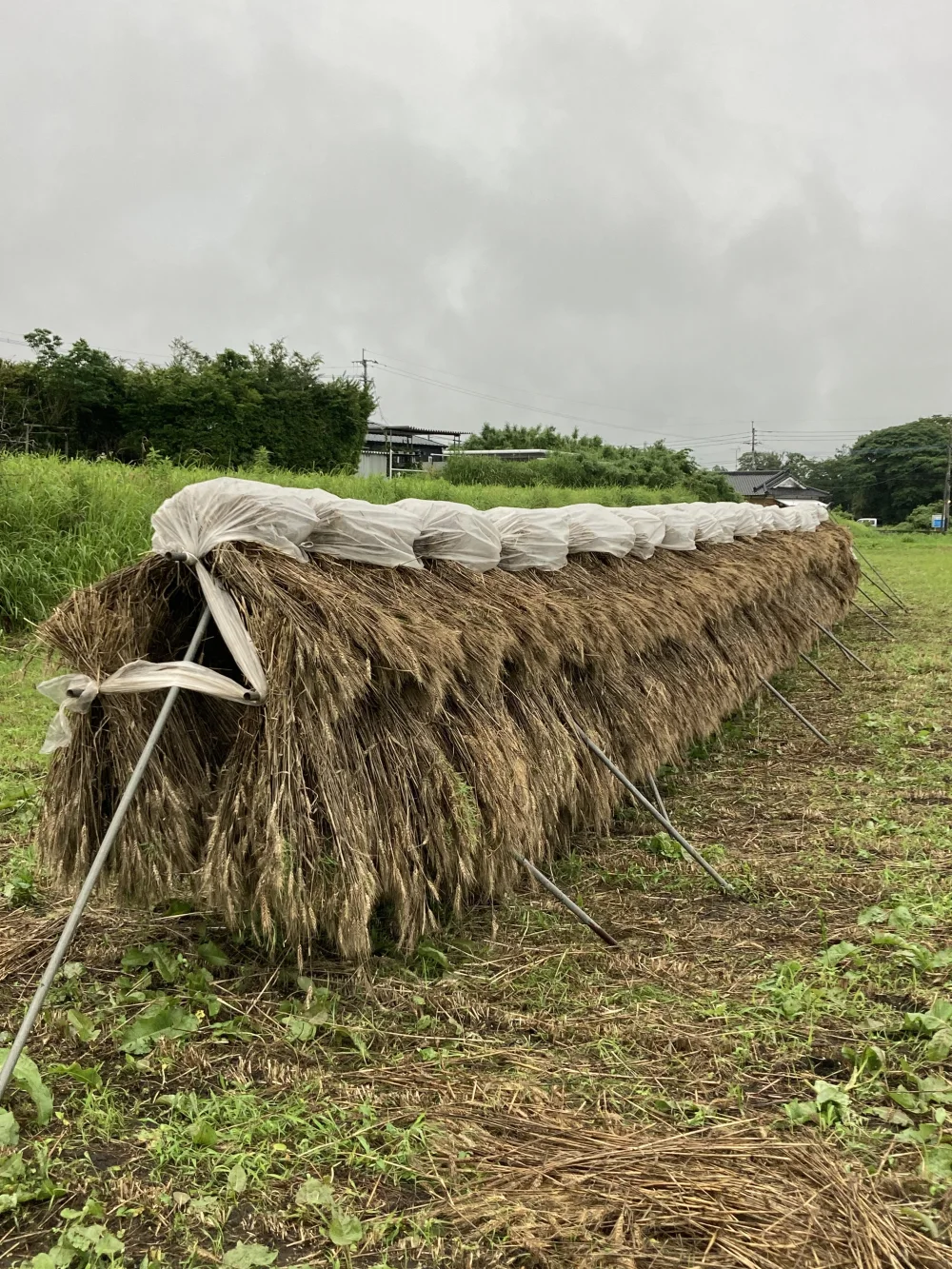 小麦の中力粉500g  桜島の恵み無農薬 無肥料 除草剤不使用