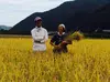 合鴨農法かもかも米 玄米5キロ（精米4.5キロ）