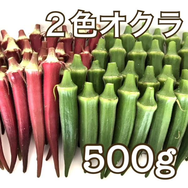 ✨価格変更しました✨【川上農園】２色 新鮮オクラ食べ比べセット✨ 500g 