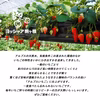 いちご農園の冷凍いちご　無添加　希少な南信州産100％　便利な小分けタイプ   