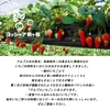 いちご農園の冷凍いちご　無添加　希少な南信州産100％　便利な小分けタイプ   