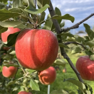 訳あり シナノスイート 3キロ箱 7～11玉 長野県産