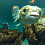 にゃん♪(*'ω'*)