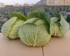 【キャベツ好き必見・新感覚】3種のキャベツ　食べ比べセット
