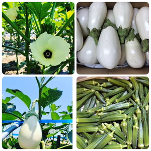 数量限定価格　白ナス、オクラ他野菜セット♪フードレスキュー