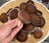 肉厚プリプリ　国産菌床しいたけ