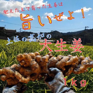 生姜マニアが作る！土佐の大生姜1㎏～　訳あり　不揃い　規格外