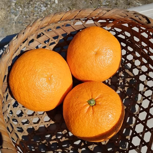 南房総の紅甘夏4.5kg　ご贈答用　農薬不使用