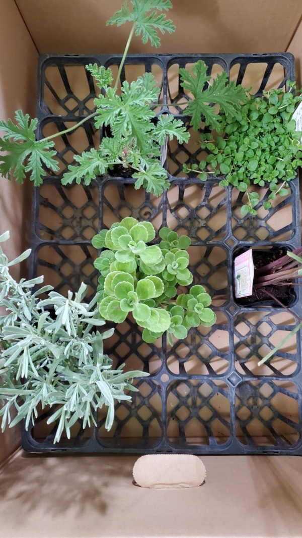 お試しbox 朝昼夜 時を感じるハーブティセット 農家漁師から産地直送の通販 ポケットマルシェ