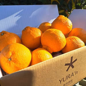 不知火(しらぬい)ご家庭用でたっぷりと味わってください