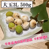 【最終出品 ¥大特価¥】祖父江銀杏《藤九郎》大玉３Ｌ５００ｇ