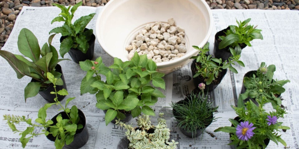 宿根(ᵔᴥᵔ)挿し穂　寄せ植えにも♡ほったらかし♡グランドカバー