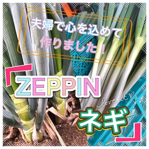 ZEPPIN 極太ネギ　
