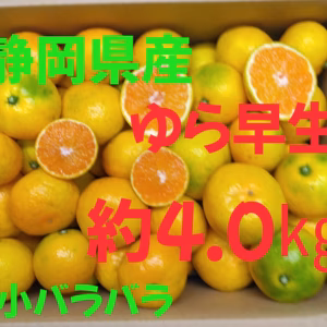 　静岡県産　由良早生　大小バラバラ　約4.0㎏