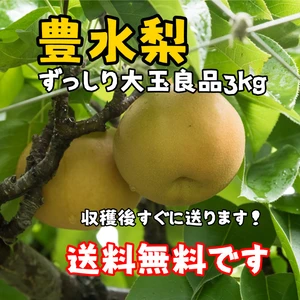 ずっしり大玉良品【料無料】豊水梨3㎏5玉～8玉　樹なり完熟