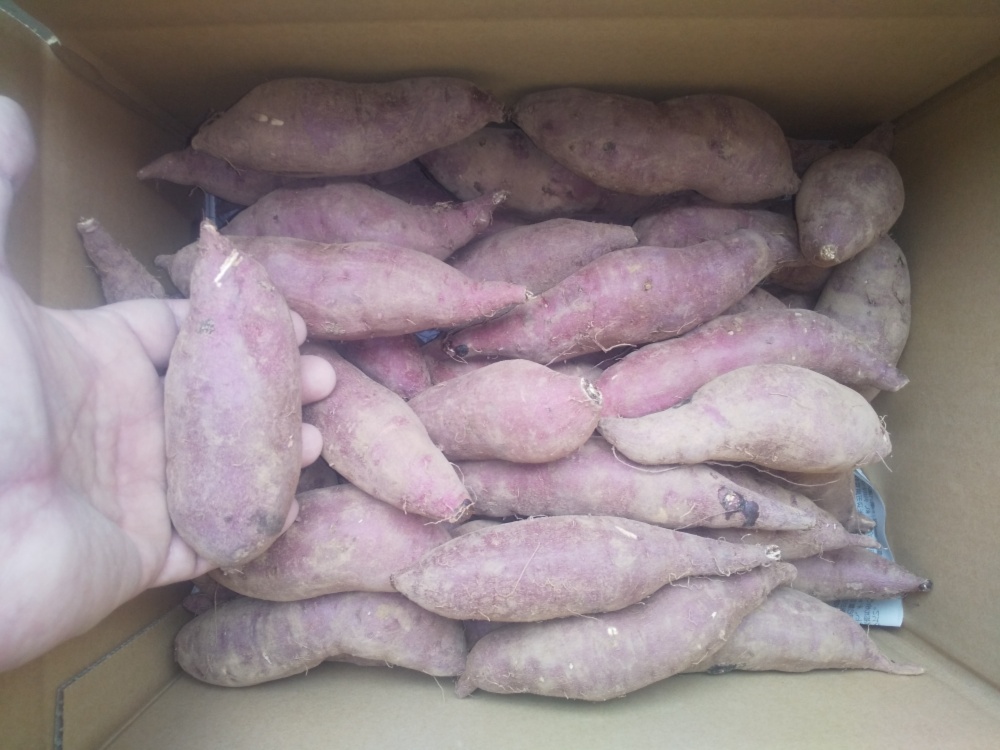 りんたろ 紅はるかB品切れ端8kg さつまいも 紅はるか 5キロ 2S,3Sサイズのみ ｜ 野菜/さつまいも 産直