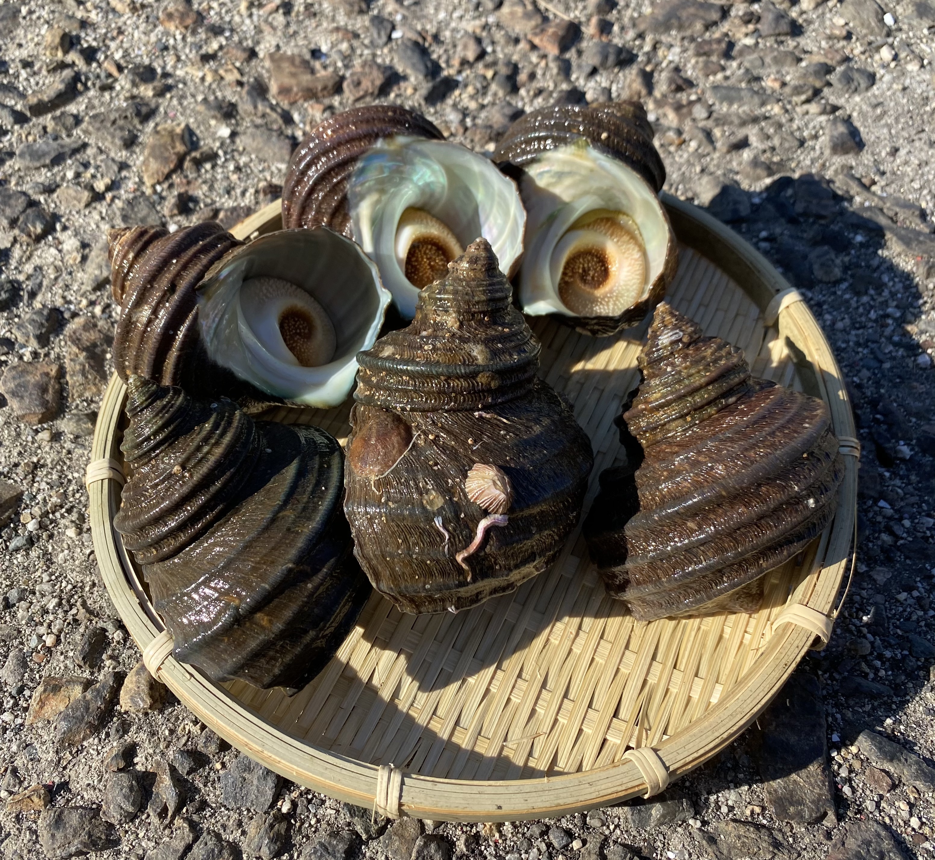 江田島産 サザエ 小サイズ 農家漁師から産地直送の通販 ポケットマルシェ