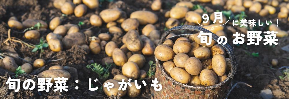 ９月に旬の野菜 じゃがいも