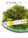 母の"月"限定【健康野菜村】レタス3種セット【野菜で健康に！】
