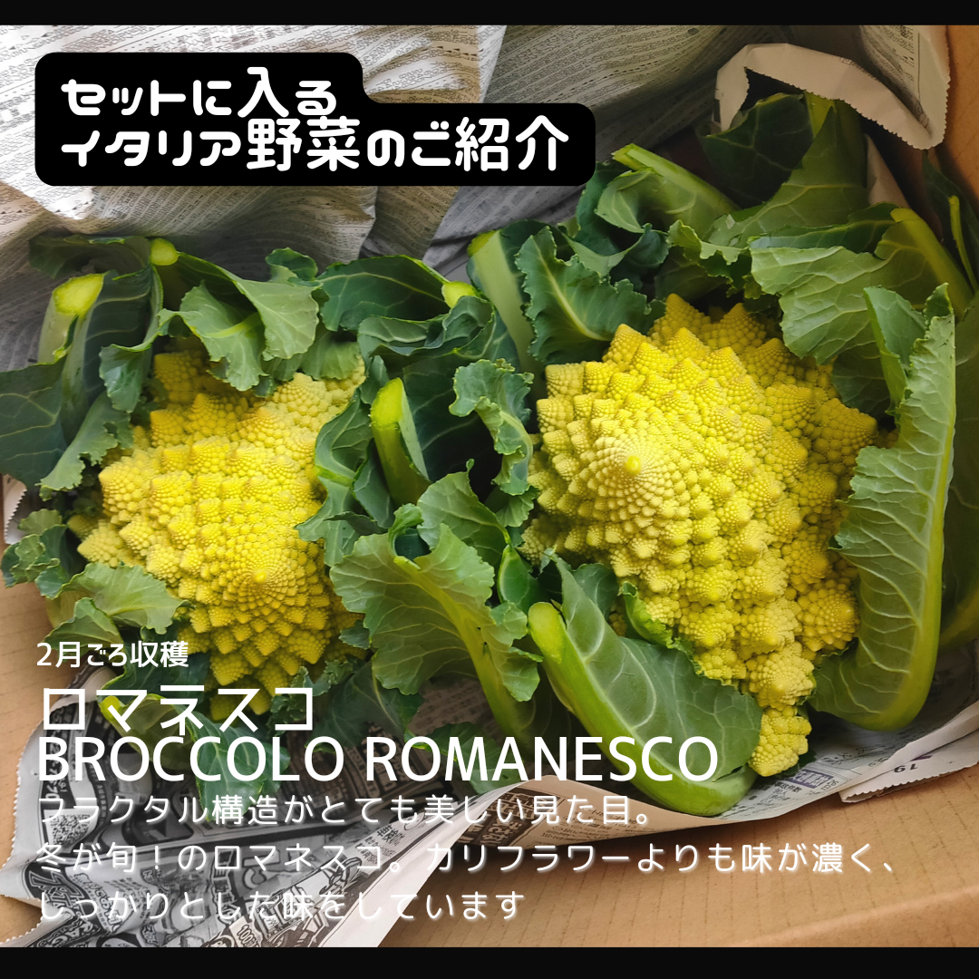 【月1定期便】渥美半島産♪イタリア野菜セット/冬の3ヶ月限定