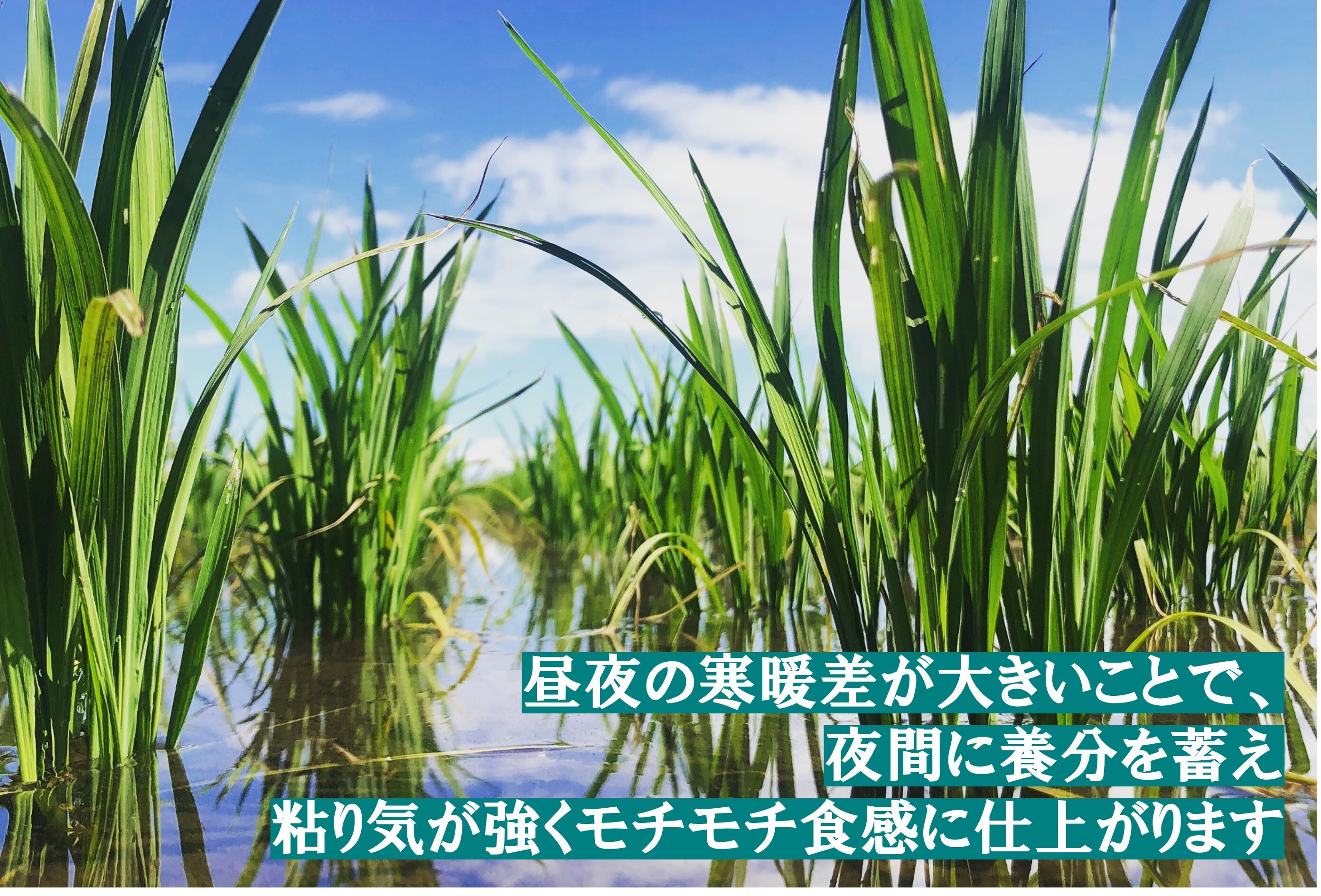 令和6年新米！特別栽培米 新潟県五泉産コシヒカリ「南郷米」玄米