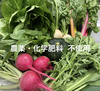 【月2回】農薬•化学肥料 不使用　野菜セット（お米セット有！）