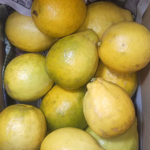 皮も使える広島県産レモン璃の香  訳あり品 2kg(約15個入)