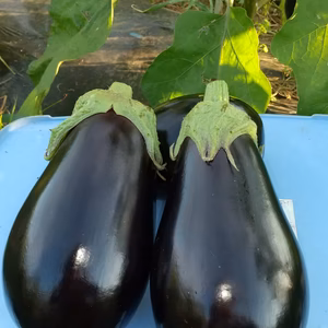 茨城県産 米ナス ６個