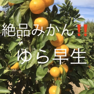 和歌山産　ゆら早生　みかん　超小粒