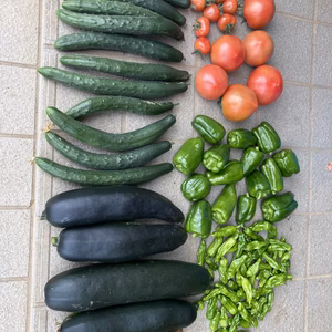 野菜きくらげセット(小)