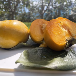 フルーツの里うきは　　太秋柿  